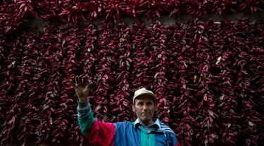 Seorang petani berpose dengan latar belakang jemuran paprika merah di Desa Donja Lakosnica, Serbia, Senin (25/9). Hampir keseluruhan warga di desa yang berjumlah kurang lebih 1300 jiwa ini memproduksi dan menanam paprika. (ANDREJ ISAKOVIC/AFP)