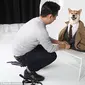 Bodhi si anjing ras Shiba Inu sukses jadi model iklan pakaian pria karena pintar bergaya.