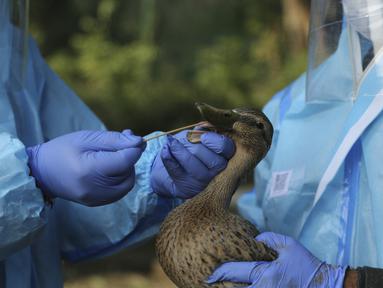 Dokter departemen satwa liar India mengumpulkan sampel usap dari bebek di taman Manda di Jammu, India (7/1/2020).  Di negara bagian utara Himachal Pradesh melaporkan kasus flu burung, sekitar 2.400 burung migrasi kebanyakan angsa ditemukan mati di sekitar bendungan Pong Dam. (AP Photo/Channi Anand)