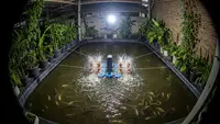 7 Tips Meninggalkan Ternak Ikan Saat Lebaran Seharian agar Tetap Sehat, Cegah Kematian Massal