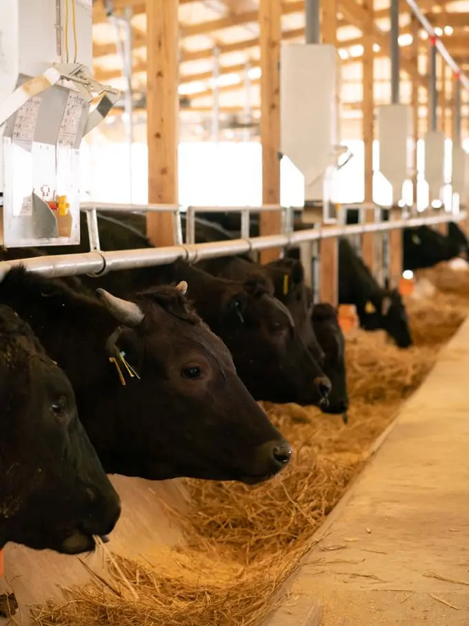 Diary Fimela - PT Subur Artha Utama