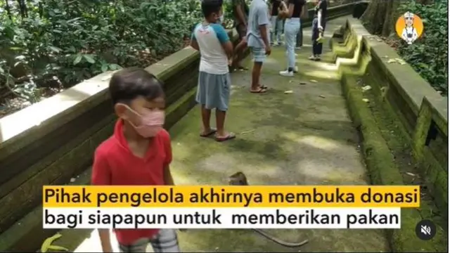 Dampak PPKM, Stok Makanan Monyet di Wisata Sangeh Bali Menipis