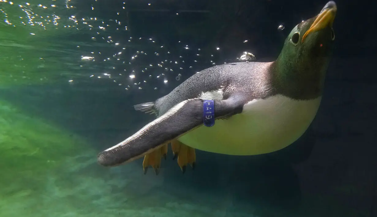 Seekor penguin Gentoo saat berenang di kandangnya di Taman Pairi Daiza di Cambron-Casteau, Belgia, Senin (5/7/2021). Penguin Gentoo memiliki berat mencapai 8 kilogram. (AP Photo/Virginia Mayo)