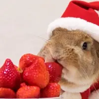 Imutnya kelinci ini. Gak salah kalau dia punya follower yang jumlahnya melebihi kamu! | Via: instagram.com/mumitan