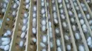 Gambar yang diambil pada 27 Oktober 2021 ini menunjukkan kepompong ulat sutra di stasiun penelitian pertanian di Miaoli, Taiwan. Para ilmuwan di Taiwan mengembangkan makanan kucing dari bahan dasar yang agak tidak biasa - kepompong ulat sutra. (Sam Yeh/AFP)