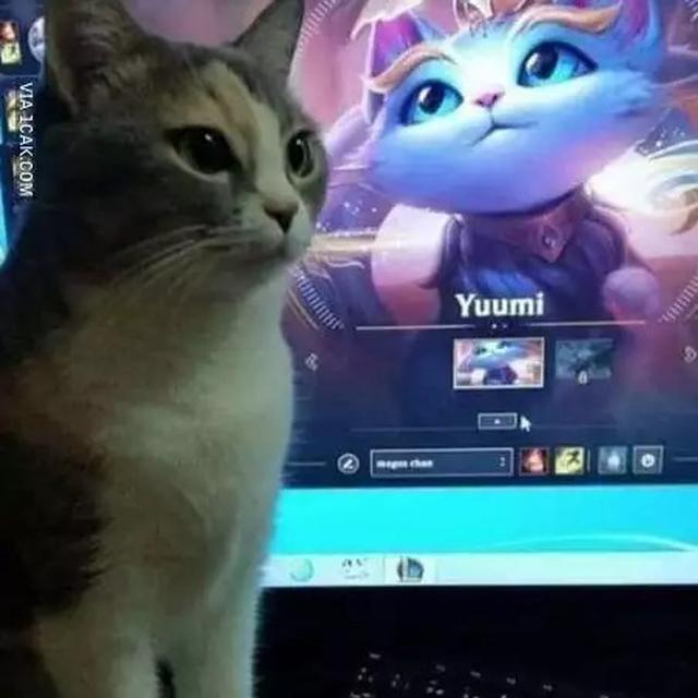 6 Momen Kebetulan Tingkah Kucing Sama dengan Tokoh di TV Ini Bikin Gemas