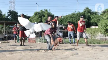 Warga melatih burung dara atau merpati kolongan di kawasan Papanggo, Jakarta, Rabu (29/1/2020). Burung merpati kolongan merupakan salah satu hobi warga Ibu Kota yang dapat menghasilkan uang hingga ratusan juta rupiah. (merdeka.com/Iqbal S. Nugroho)