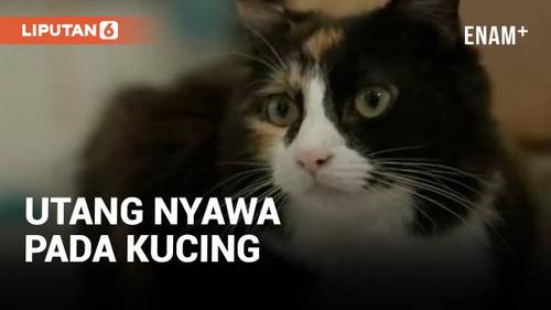 VIDEO: Luar Biasa! Kucing Selamatkan Nyawa Pemiliknya
