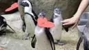 Penguin Afrika mendapat sarang berbentuk hati yang dibagikan di Akademi Ilmu Pengetahuan California, San Francisco, Selasa (12/2). Hati dibagikan kepada penguin yang secara alami menggunakan bahan serupa untuk membangun sarang di alam liar. (AP/Jeff Chiu)