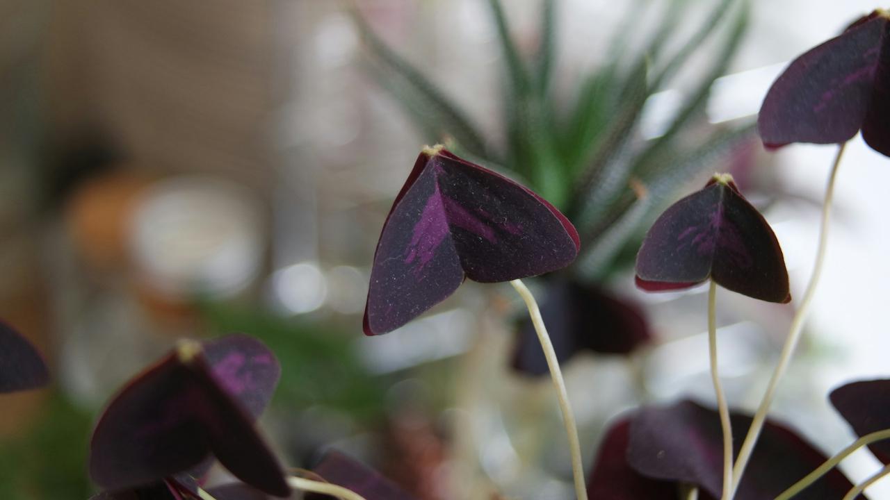 Oxalis Triangularis