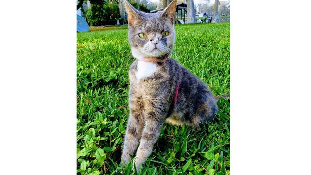 7 Potret Kucing Dengan Keterbatasan Fisik Ini Justru Bakal Bikin Kamu Jatuh Cinta Citizen6 Liputan6 Com