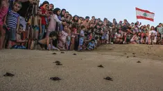 Sejumlah pengunjung melihat pelepasan tukik di pantai al-Mansouri dekat kota Tyre, Lebanon selatan (31/7/2019). Pelepasan ratusan anak penyu ini bagian pelestarian hewan yang terancam punah. (AFP Photo/Mahmoud Zayyat)