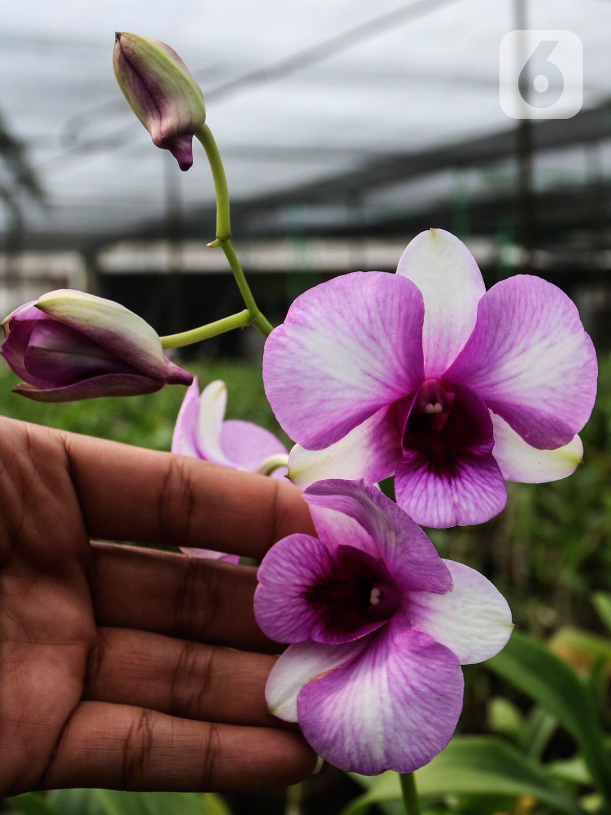 Melihat Budidaya Anggrek Dendrobium di Bogor