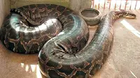Dengan panjang 5,5 meter dan berat 59 kg, butuh lima orang untuk untuk mengangkat ular itu. (pict @asiaone)