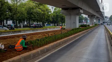 Petugas Sudin Kehutanan Jakarta Selatan melakukan penanaman pohon melati Jepang di bawah jalur MRT Jalan Sisingamangaraja, Jakarta, Kamis (31/10/2019). Penanaman pohon melati Jepang di bawah jalur MRT tersebut untuk penghijauan dan mempercantik tata ruang kota. (Liputan6.com/Faizal Fanani)