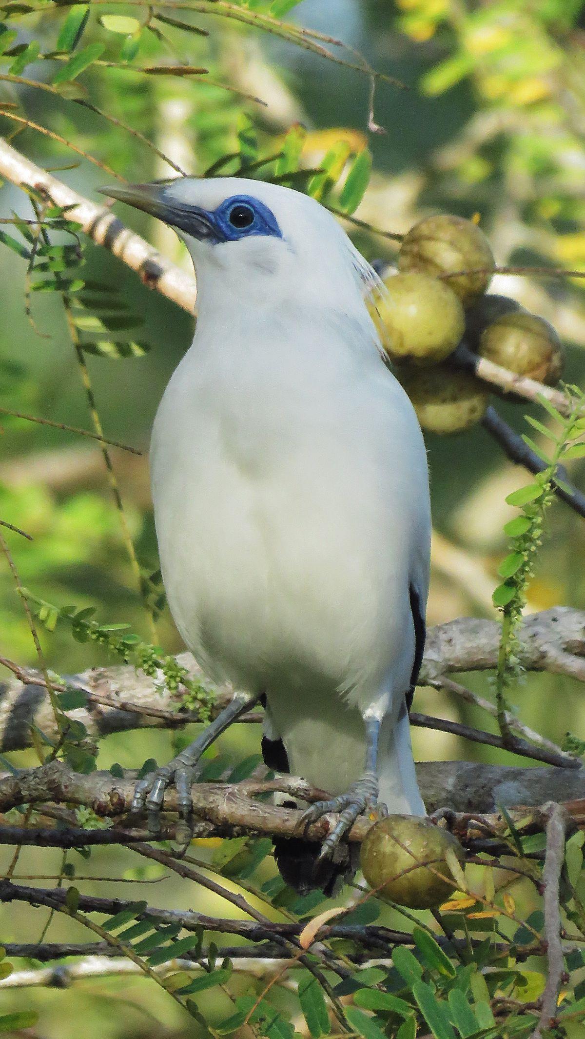 <b>Jalak Bali (Leucopsar rothschildi)</b>