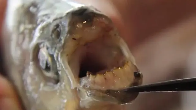 Ikan pacu yang memiliki gigi seperti manusia. (Australiascope)