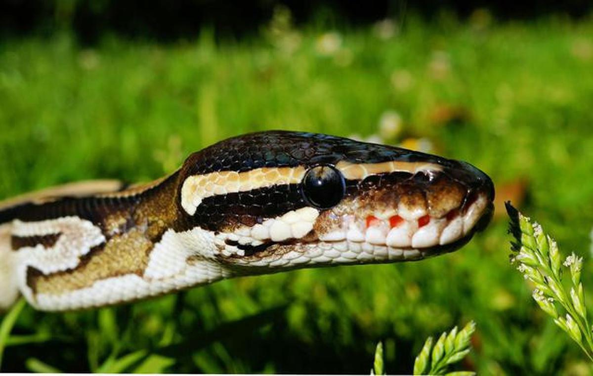 Apa yang Harus Dilakukan Jika Ada Ular Piton di Rumah? Ini Panduan Lengkap Penanganannya