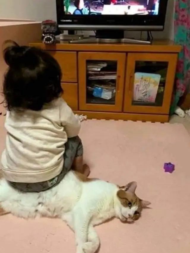 7 Potret Tingkah Kocak Kucing Membantu Manusia, Bikin Gemes