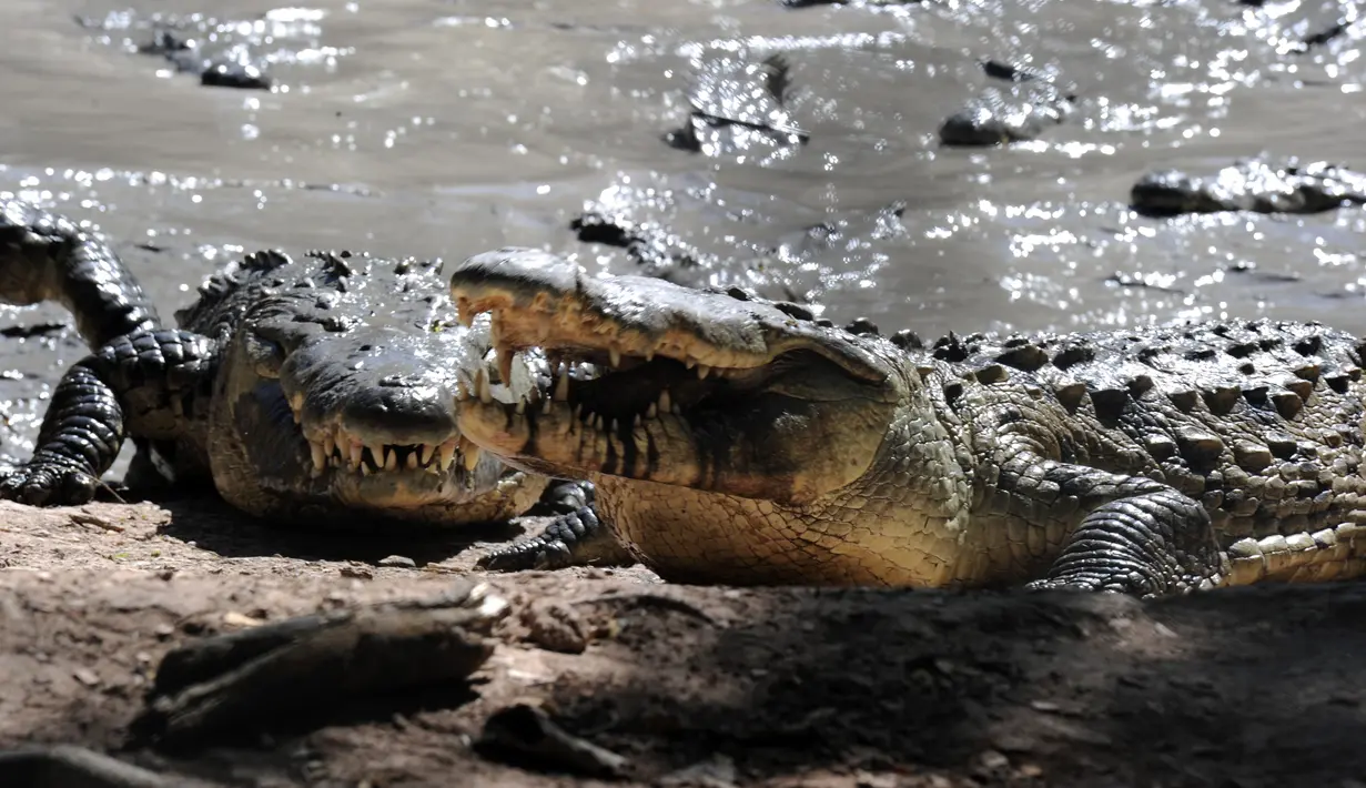Ribuan buaya kelaparan yang berada di sebuah kolam di peternakan di Kota San Manuel, Honduras, Minggu (1/11). Ribuan buaya itu kelaparan setelah pemilik mereka ditahan karena terlibat perdagangan narkoba. (AFP PHOTO/Orlando SIERRA)