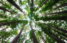 Ini Pohon Pinus Tertua di Dunia Berusia Hampir 5.000 Tahun, Tumbuh di Pegunungan Kering dan Berbatu