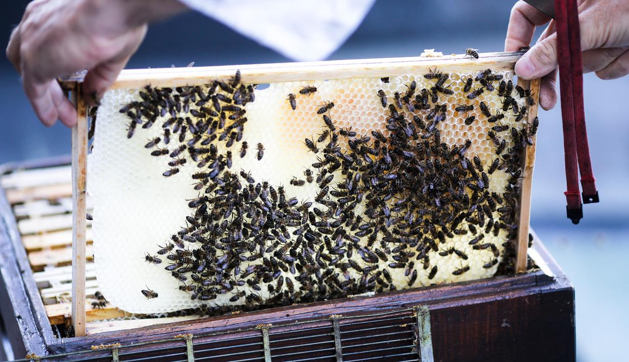 Peternak lebah, Uwe Marth mengeluarkan sarang lebah madu yang diproduksi di atap Katedral Berlin di Berlin, 14 Mei 2018. Seseorang tidak akan mengira kalau ibu kota Jerman itu adalah lokasi ideal beternak lebah dan produksi madu. (AP/Markus Schreiber)