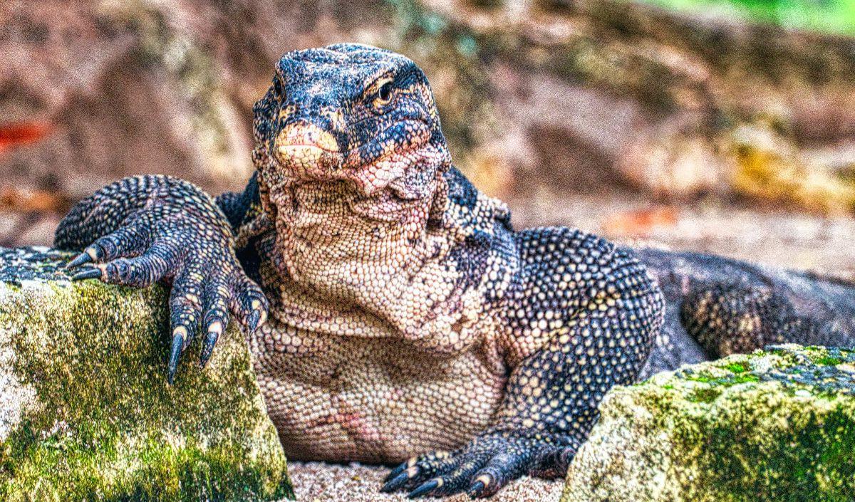 <b>Komodo</b><br>