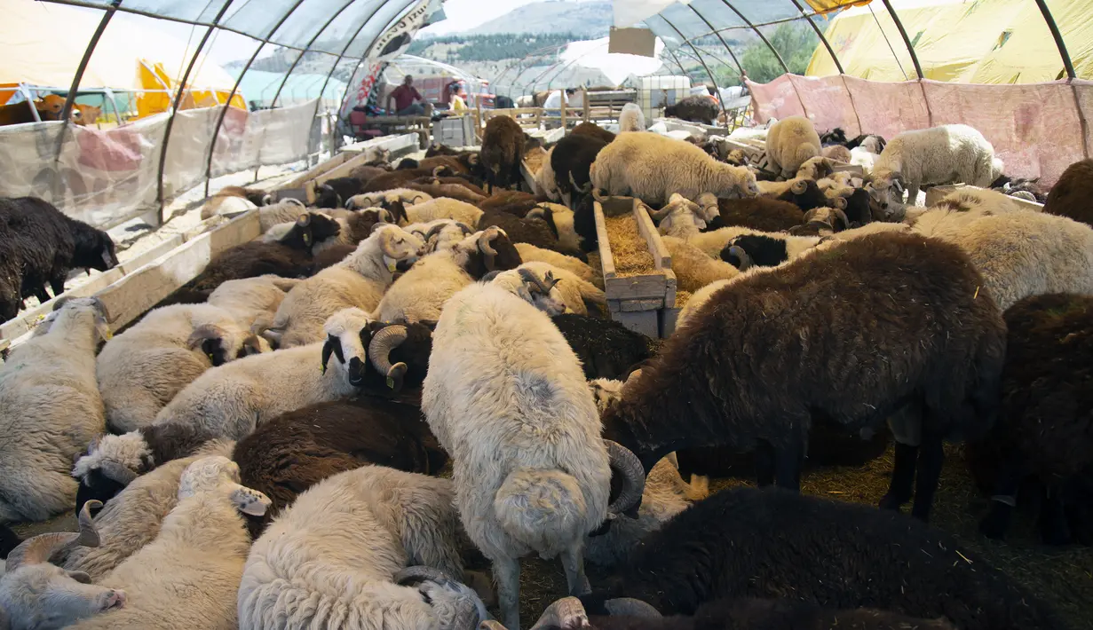 Sejumlah domba dijual di sebuah pasar ternak di Ankara, Turki, 20 Juli 2020. Hari Raya Idul Adha di Turki akan dirayakan mulai tanggal 31 Juli hingga 3 Agustus 2020. (Xinhua/Mustafa Kaya)