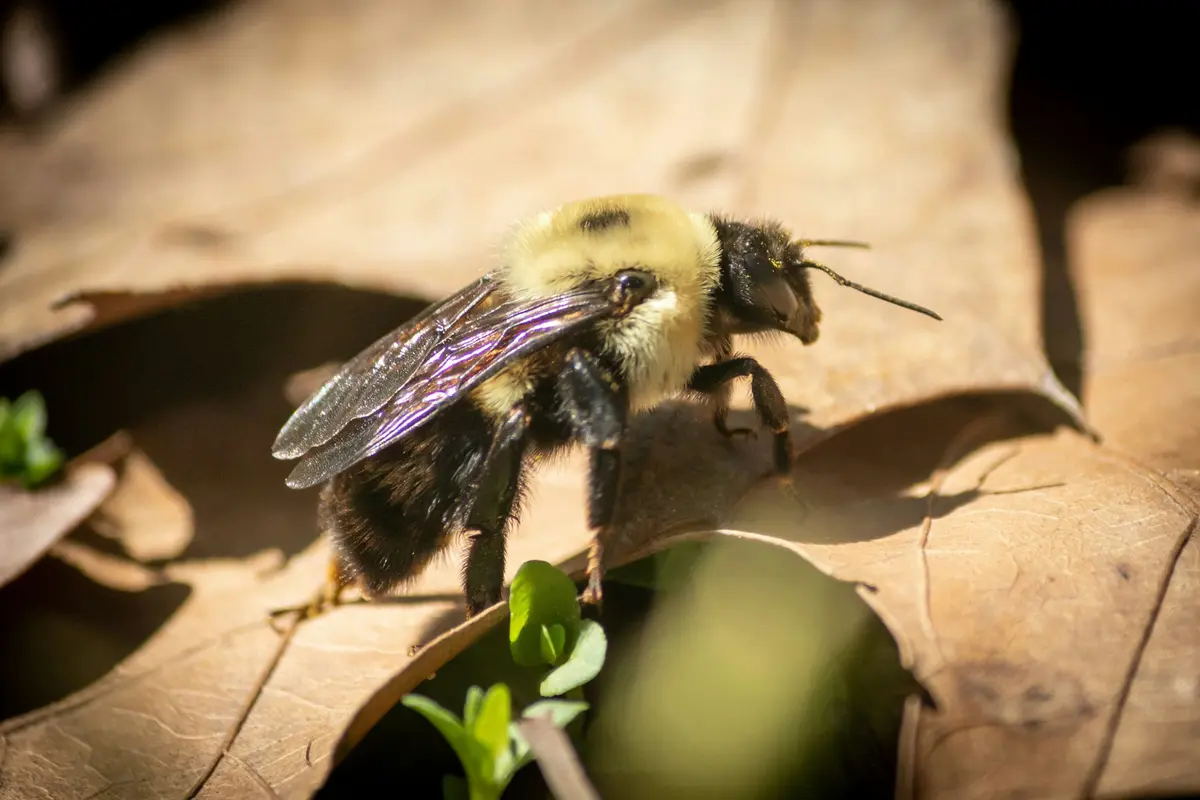 Carpenter Bee