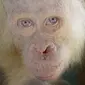 Alba Orangutan albino satu-satunya di dunia