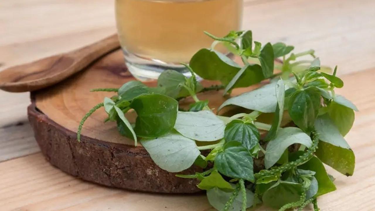 Resep Jamu Sirih Cina