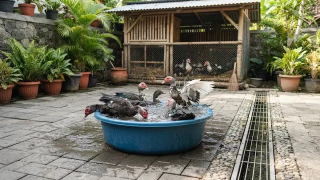 Cara Memelihara Entok di Pekarangan Tanpa Membuat Rumah Kumuh