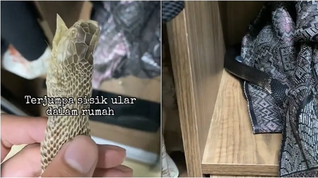 Pria Ini Kaget Temukan Ular Kobra di Lemari Pakaian, Berkamuflase dengan Kain