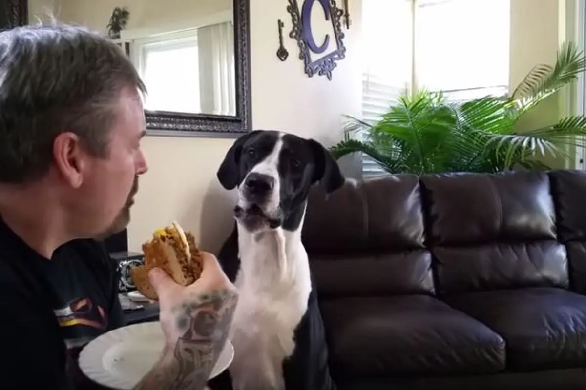 Anjing Bisa Bicara 'Burger' dan 'I Love You' Demi Makanan Tuannya