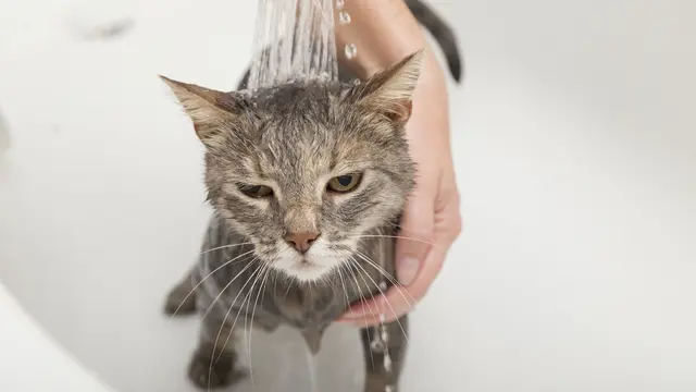 10 Cara Memandikan Kucing yang Benar dan Aman di Rumah, Perhatikan Langkah-langkahnya