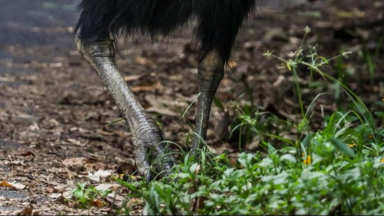 Kemudian, burung ini punya mahkota mirip tanduk yang menonjol di atas kepalanya.&nbsp;Foto: David Gray/AFP