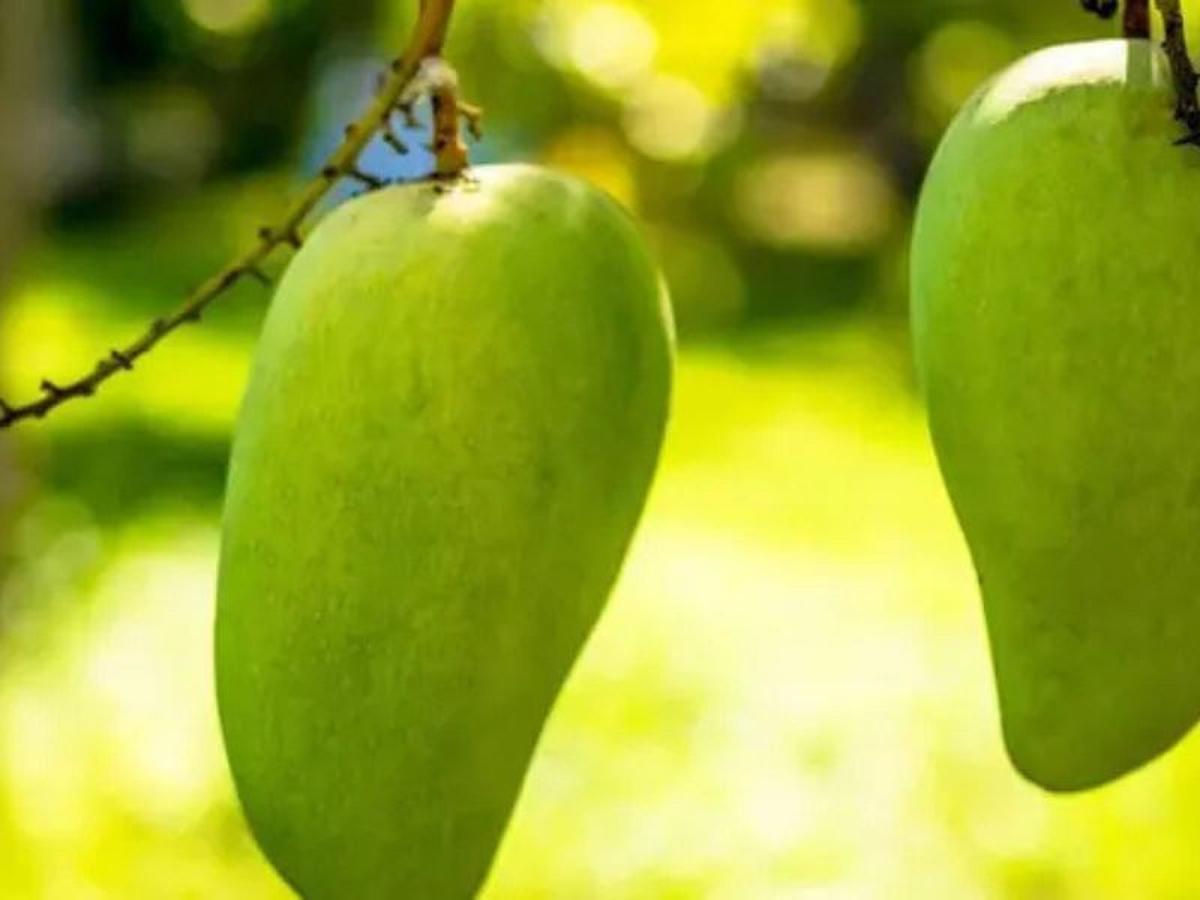 Ilustrasi mangga
