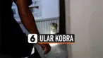 ular kobra1