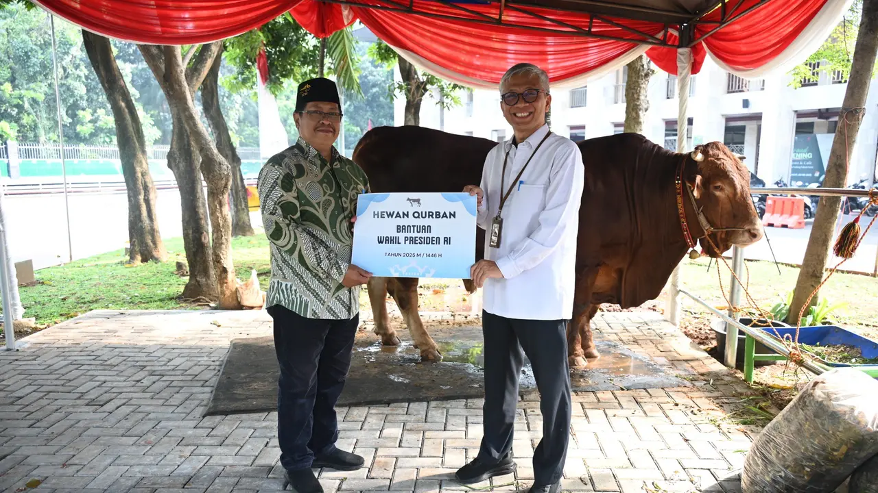 Satu sapi jenis limousin dengan berat 1,1 ton di Masjid Istiqlal Jakarta yang disalurkan Wakil Presiden (Wapres) Gibran Rakabuming Raka (Biro Pers, Media, dan Informasi Sekretariat Wakil Presiden)