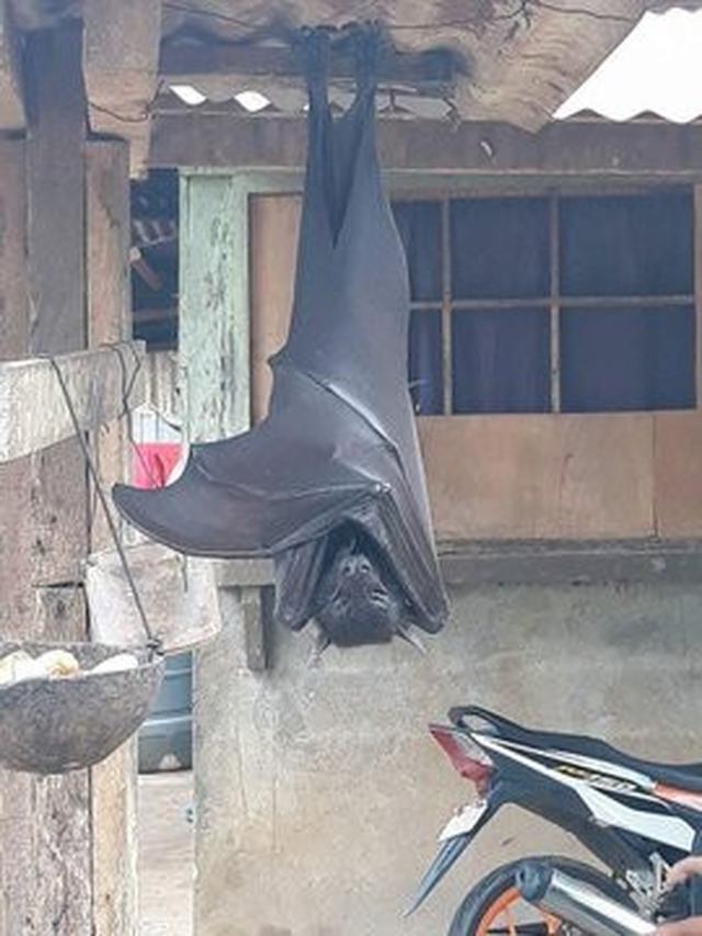 Viral, Kelelawar Sebesar Anak Manusia Menggantung di Depan Rumah