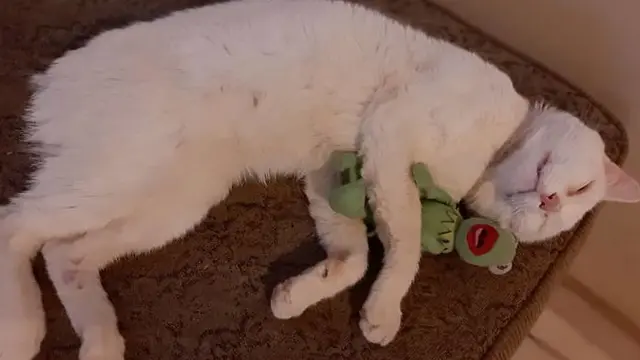 Kocak, Kucing Liar Pintar Ini Ajak Orang ke Toko untuk Belikan Makanan