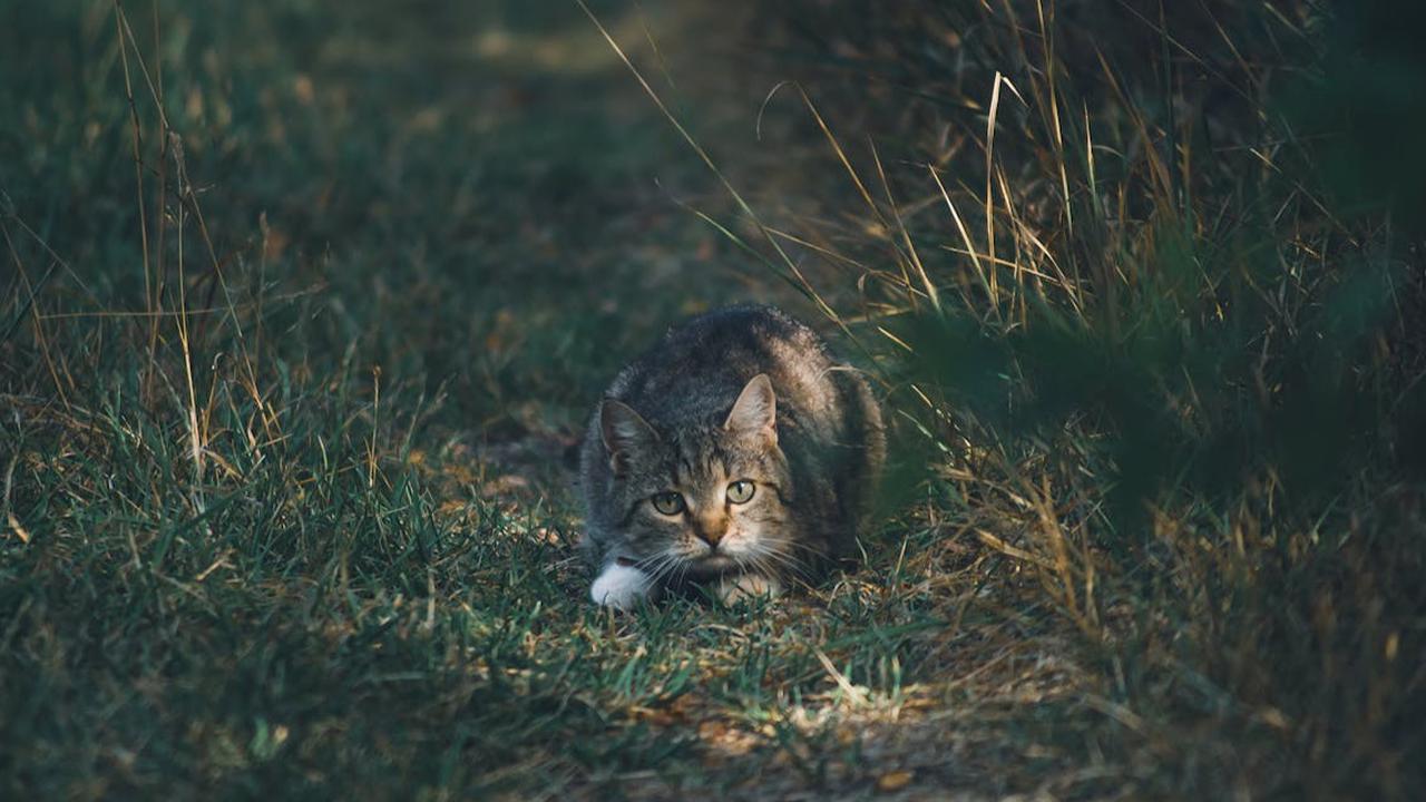 Cara Mengusir Kucing Tanpa Menyakiti Agar Tidak Pup Sembarangan di Rumah, Cuma Pakai Barang Bekas Murah