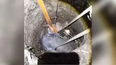 Cara Tak Biasa Damkar di Sukabumi Evakuasi Sapi 500 Kg dari Sumur