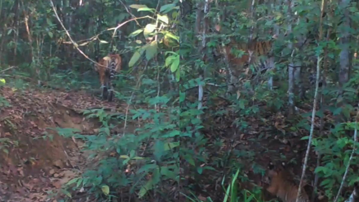 Momen Langka, Kamera Trap Rekam Induk Harimau dan Tiga Anaknya di Way Kambas