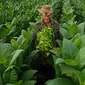 Seorang petani membawa daun tembakau yang sudah dipetik di perkebunan tembakau di San Juan y Martinez, Provinsi Pinar del Rio, Kuba (24/2). Program festival itu menawarkan kunjungan ke perkebunan tembakau di Kuba. (AFP Photo/Yamil Lage)