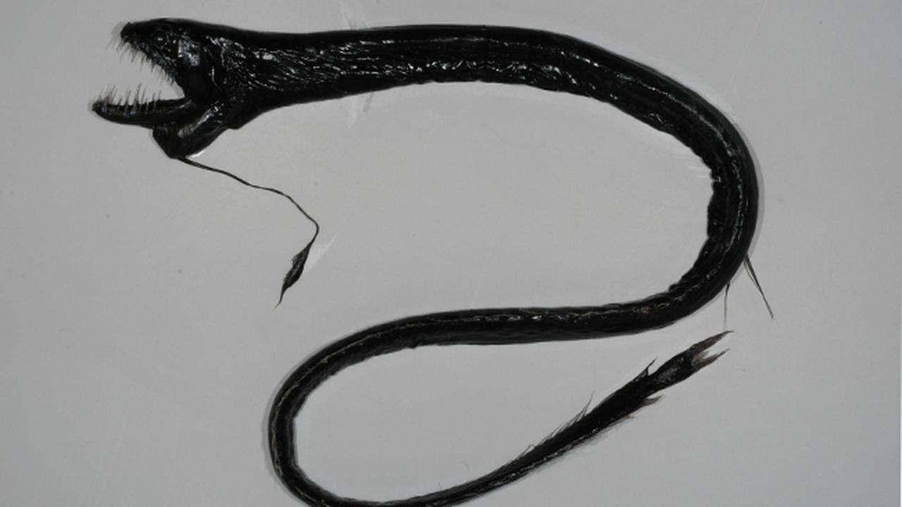 Enam Makhluk Berwajah Menyeramkan Ini Ada di Dasar Laut