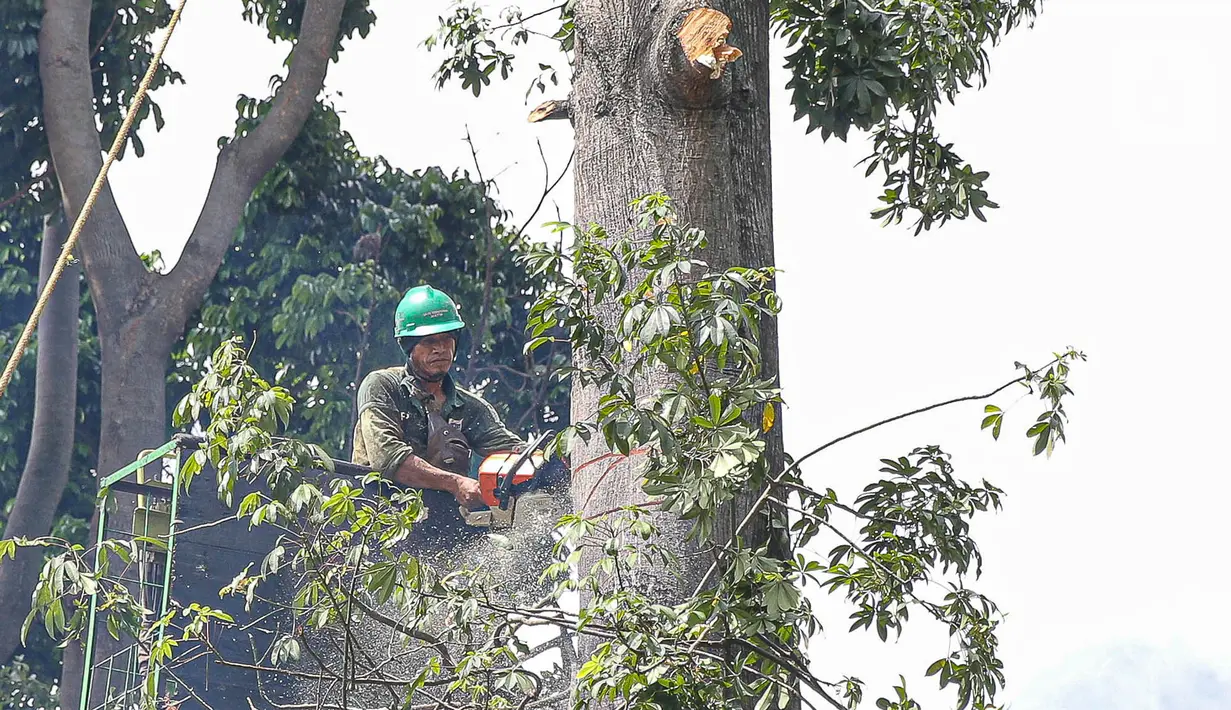 Petugas Suku Dinas Kehutanan Jakarta Timur menebang pohon di sisi jalan raya Bogor, Jakarta, Kamis (9/3/2023). Hal tersebut untuk mengurangi resiko terjadinya bahaya mengingat hujan dan angin kencang yang beberapa kali melanda ibu kota. (Liputan6.com/Faizal Fanani)