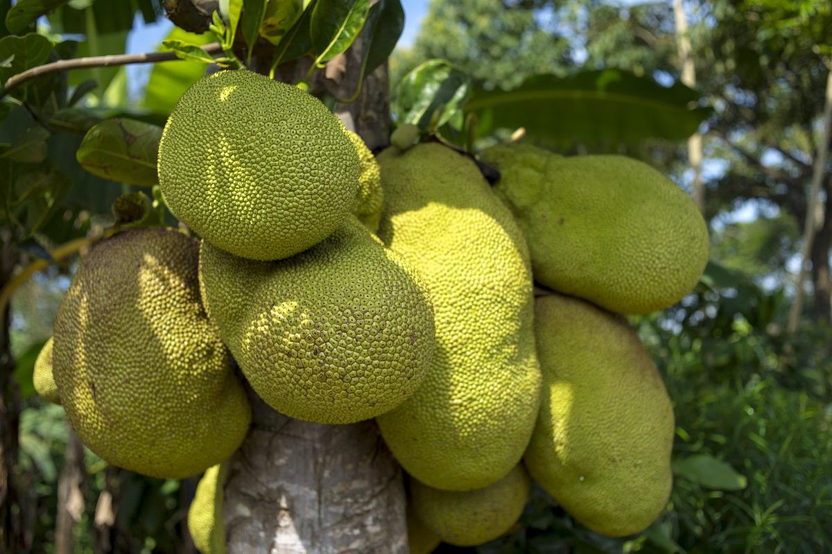 Ilustrasi pohon nangka