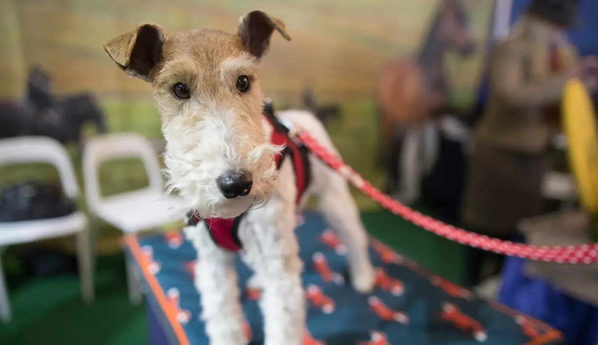Shamus diperlihatkan dalam kompetisi Westminster Kennel Club 142nd Annual Dog Show di New York, Amerika Serikat, Sabtu (10/2). (AP Photo/Mary Altaffer)