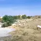Gembala kambing di Arab Saudi. (Foto: Tangkapan layar video YT Iday Adventurer)